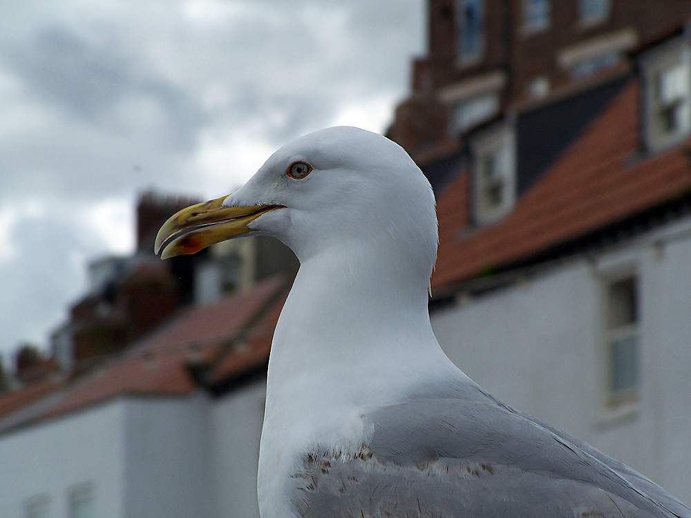Whitby Gull