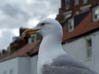 Whitby Gull